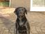 Labrador retriever Jason