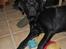 Labrador retriever Jason
