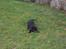 Labrador retriever Jason