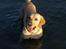 Labrador retriever Taco - Ude at bade :D. -Så er han i sit rette element d; {Foto: Mig}