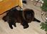 Chow chow nikita - jul jul er en dejlig tid