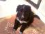 Blanding af racer Joey - Joey 5 uger gammel