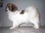 Tibetansk spaniel No-Ma (Sommerlyst)