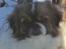 Tibetansk spaniel No-Ma (Sommerlyst)