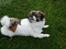 Tibetansk spaniel No-Ma (Sommerlyst)