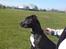 Amerikansk staffordshire terrier R.I.P  kenzo  savner dig - er jeg ikke bare flot ;-)