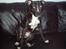 Amerikansk staffordshire terrier R.I.P  kenzo  savner dig - her er min dejlige sofa 
