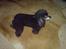 Pudelpointer vinnie