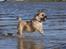 Blanding af racer Bella *FranskbullTerrier* - Ved vandet d. 1. juni 2010 - Min lille vandhund!!