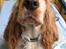 Cocker spaniel Mille - Mille. 