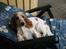 Cocker spaniel Mille - Mille, der "ligger og ta´r sol". 