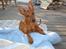 Dvaergpinscher Choko - Sommer 2007 - Bornholm