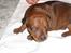 Dvaergpinscher Choko - 4 uger