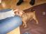 Dvaergpinscher Choko - 6 uger