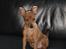 Dvaergpinscher Choko - 8 uger - Endelig er han kommet hjem..