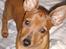 Dvaergpinscher Choko