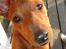 Dvaergpinscher Choko