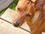 Dvaergpinscher Choko