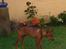 Dvaergpinscher Choko - Bornholm 2007