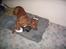 Rhodesian ridgeback cobi