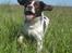 Engelsk springer spaniel Oscar  31.01.1999 - 08.02.2013 - 17. juni 09