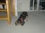 Cavalier king charles spaniel zimba