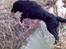 Flat coated retriever Samson