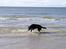 Flat coated retriever Samson