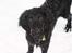 Flat coated retriever Samson