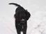 Flat coated retriever Samson