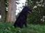 Flat coated retriever Samson