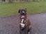 Blanding af racer Baloo mastiff / boxer - En dejlig tur :b