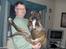 Blanding af racer Baloo mastiff / boxer - Kun 44 kg , lille hund :b