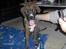 Blanding af racer Baloo mastiff / boxer - Den dag vi fik Baloo