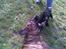 Blanding af racer Baloo mastiff / boxer - Selvom man er stor, elsker han at lege med hvalpe :b