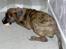 Blanding af racer Baloo mastiff / boxer - Det smager godt :b