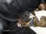 Blanding af racer Baloo mastiff / boxer - Det godt man kan slappe af :b