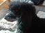 Pudelpointer vinnie
