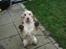 Cocker spaniel "Mace"