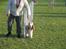 Cocker spaniel "Mace"