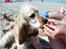 Cocker spaniel "Mace"
