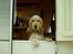 Cocker spaniel "Mace"