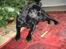 Labrador retriever Carlo