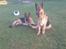 Schæferhund Sacko R.I.P :'( - Sacko og Rocky igen<3Foto: migg<3