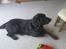 Labrador retriever Tayson - TAYSON!!