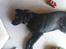 Labrador retriever Tayson - ZZZZZZZZ!!!!