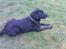 Labrador retriever Tayson - Smuk smukkere smukkest<3;)