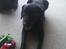 Labrador retriever Tayson - Doven<3