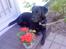 Labrador retriever Tayson