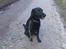 Labrador retriever Tayson - nyt billede<3(fra nu)